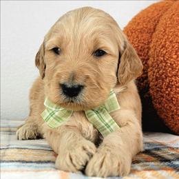 Ash - Apricot male Goldendoodle puppy in Temecula, California from Oodles O'Doodles