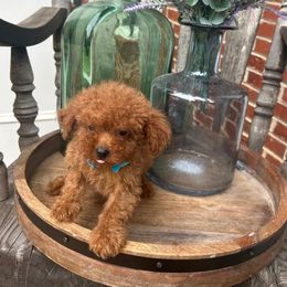 Gus - Red  male Poodle puppy in Mint Hill, North Carolina from DoodleForever
