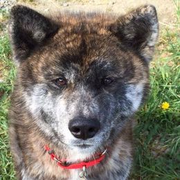 Japanese Akitainus from Celtic Akitas