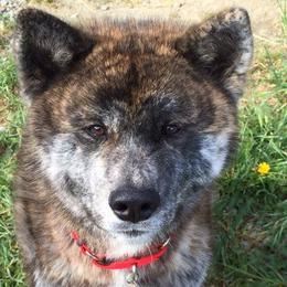 Japanese Akitainus from Celtic Akitas