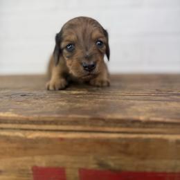 Noir - Dapple female Dachshund puppy in Squires, Missouri from Hudson’s Hounds