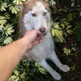 Siberian Husky Puppies from Milly's Showline Pets