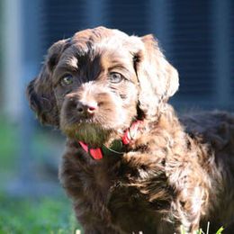 Cockapoo Puppies from JP Cockapoos LLC