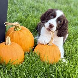 Mickey - Liver and white male English Springer Spaniel puppy in Tea, South Dakota from Mindy's English Springer Spaniels