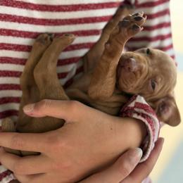 Vizsla Puppies from Firestone Vizslas