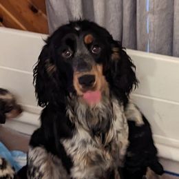 Ivy - English Springer Spaniel