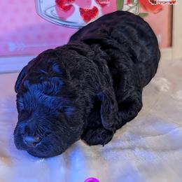 Purple Girl - Black female Shihpoo puppy in Rockledge, Florida from Stormie's Doodles