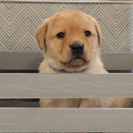 Icy - Yellow female Labrador Retriever puppy in Camden, Indiana from Camden's Caring Canines