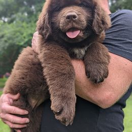 Newfoundland Puppies from K & L Ranch