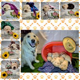 Golden Retriever Puppies from Goldnmine Kennels