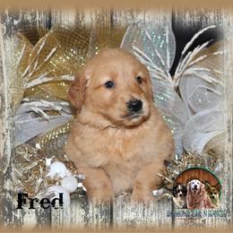 Fred - Dark golden male Golden Retriever puppy in Anson, Texas from Diamond Bar N Ranch