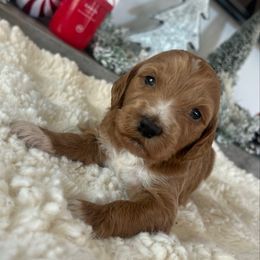 Girl 1 - Apricot female Goldendoodle puppy in San Diego, California from Southside Doodles