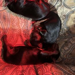 Boy AB 2 - Blue and gold male Yorkshire Terrier puppy in Alburnett, Iowa from Hobbs Shire Yorkies