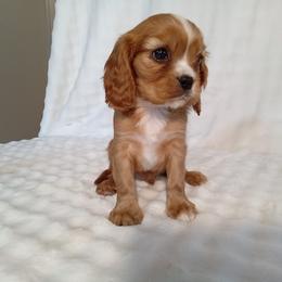 Will - Ruby male Cavalier King Charles Spaniel puppy in Fredericksburg, Ohio from Timshell Farm Specialty Crossbreed Puppies