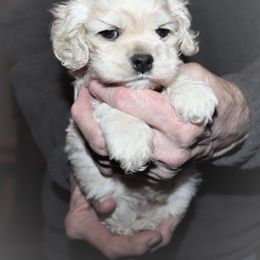 Cocker Spaniel Puppies from J and S Cocker Spaniels
