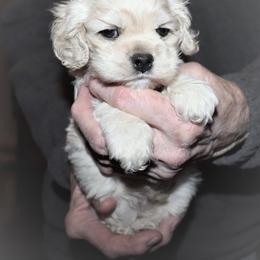 Cocker Spaniel Puppies from J and S Cocker Spaniels