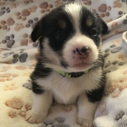 Girl - Green - Pembroke Welsh Corgi puppy in Waynesboro, Virginia from River Ridge Corgis