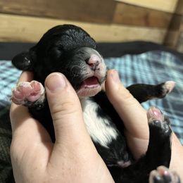 Aussiedoodle Puppies from Scruffypups