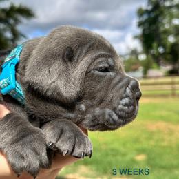 Miracle City Teal - Gray female Cane Corso puppy in Conroe, Texas from Miracle City