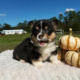 Petal - Black and white female American Corgi puppy in Inverness, Florida from Canaan Farm Corgis