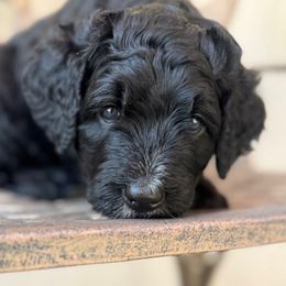 Martin - Black male Bernedoodle puppy in Riverside, California from Just Loving Doodles