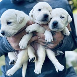Labrador Retriever Puppies from Gem State English Labrador Retrievers