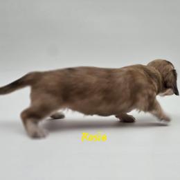 Rosie - Dapple female Dachshund puppy in Nine Mile Falls, Washington from River Run Doxies