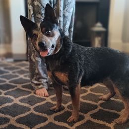 Maggie - Australian Cattle Dog