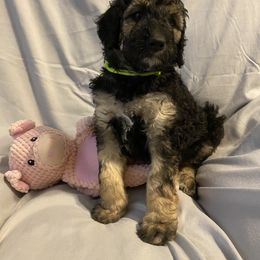 Goldendoodle, Saint Berdoodle, and Springerdoodle Puppies from LaDonna's Doodles