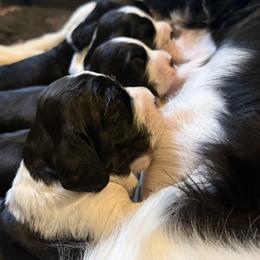 English Springer Spaniel puppies from Everlark English Springer Spaniels