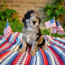 Hashbrown - Blue merle male Aussiedoodle puppy in Sparta, Missouri from Sis' Doodles & Poodles