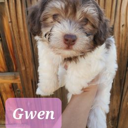 Gwen - Chocolate female Havanese puppy in Wasco, California from Havaneses de Santillan