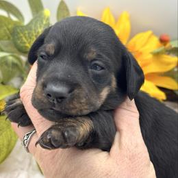 Darby - Black and tan female Dachshund puppy in Exeter, California from Sawtooth Miniature Dachshunds