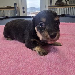 Black girl - Black and cream female Dachshund puppy in Cedar City, Utah from Country Doxies