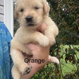 Orange - Golden female Golden Retriever puppy in Jesup, Georgia from Painted Platinum Retrievers (Painted Platinum Kennel) PPK