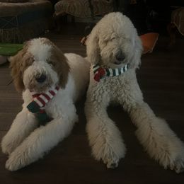 Cooper - Goldendoodle