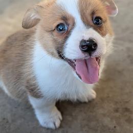 Pembroke Welsh Corgi Puppies from Chrismark