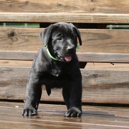 Green Collar - Black male Perro de Presa Canario puppy in Pocahontas, Illinois from Cabeza Grande Kennel