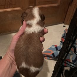 Shih Tzu Puppies from Dorothy Agrippino's Shih Tzus