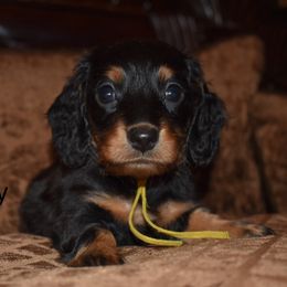 Sunny - Black and tan male Dachshund puppy in Oxford, Pennsylvania from Emily’s Dachshund Puppies