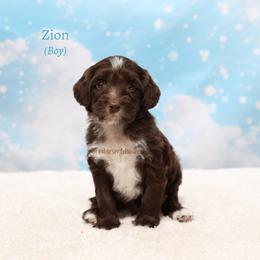 Zion - Chocolate male Australian Labradoodle puppy in Hurricane, Utah from Red Desert Doodles