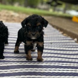 Brownie - Brown male Schnoodle puppy in Quitman, Texas from Wright Doodles