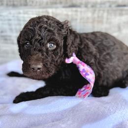 Love Nugget - Chocolate male Goldendoodle puppy in Mc Kinney, Texas from Flair Doodles