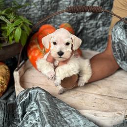 Lily - White female Miniature Schnauzer puppy in Moreauville, Louisiana from Bayou Schnauz and Dals