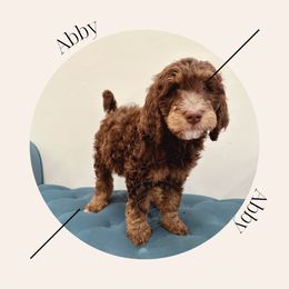 "Reserved " Bernedoodle Puppies from Sunridge Doodles
