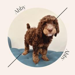 "Reserved " Bernedoodle Puppies from Sunridge Doodles