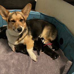 Posie - Pembroke Welsh Corgi