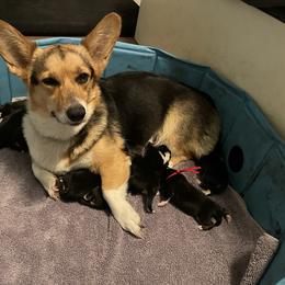 Posie - Pembroke Welsh Corgi