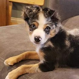 Miniature Australian Shepherds from Sweet Southern Mini Aussies