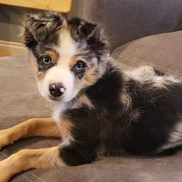 Miniature Australian Shepherds from Sweet Southern Mini Aussies